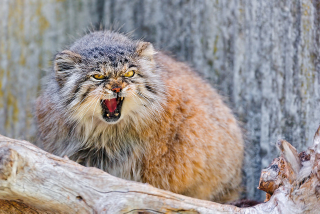Illustration for article titled Notes from a Pallas Cat...